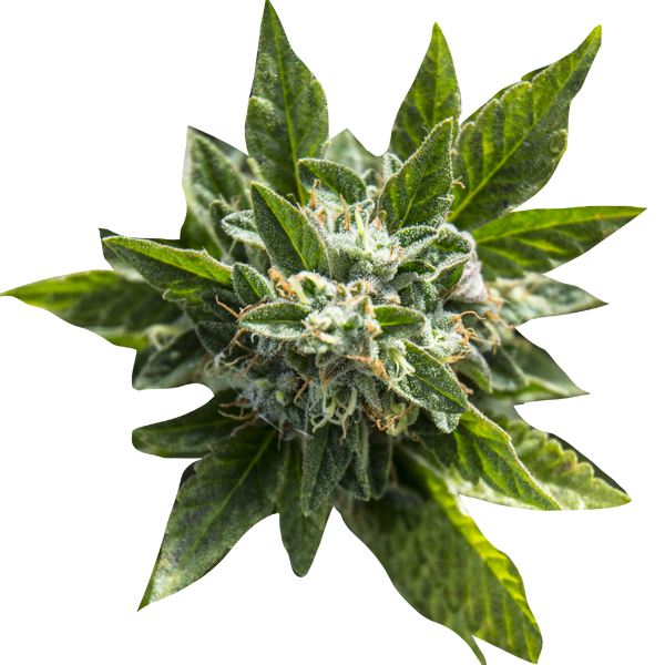 Cannabis Sativa (Leaf) Extract