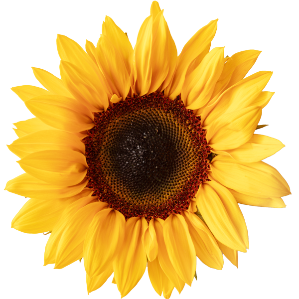 Sunflower (Seed) Oil