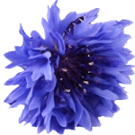 Natural Blue Cornflower