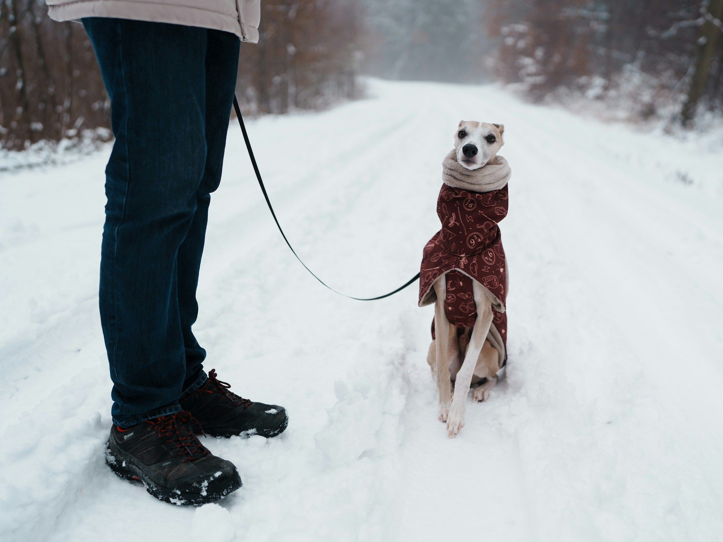 A dog wearing a warm winter coat walking happily along a frosty country path