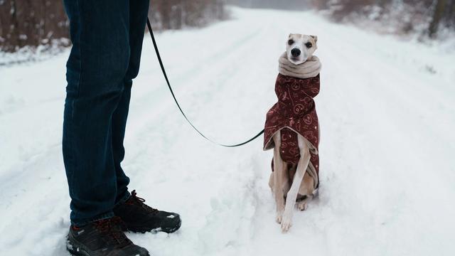 A dog wearing a warm winter coat walking happily along a frosty country path
