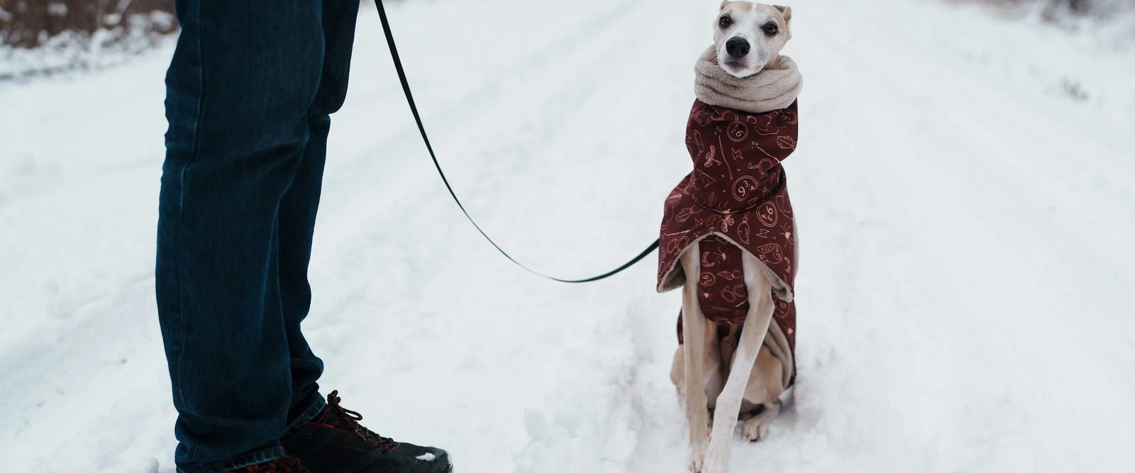 A dog wearing a warm winter coat walking happily along a frosty country path