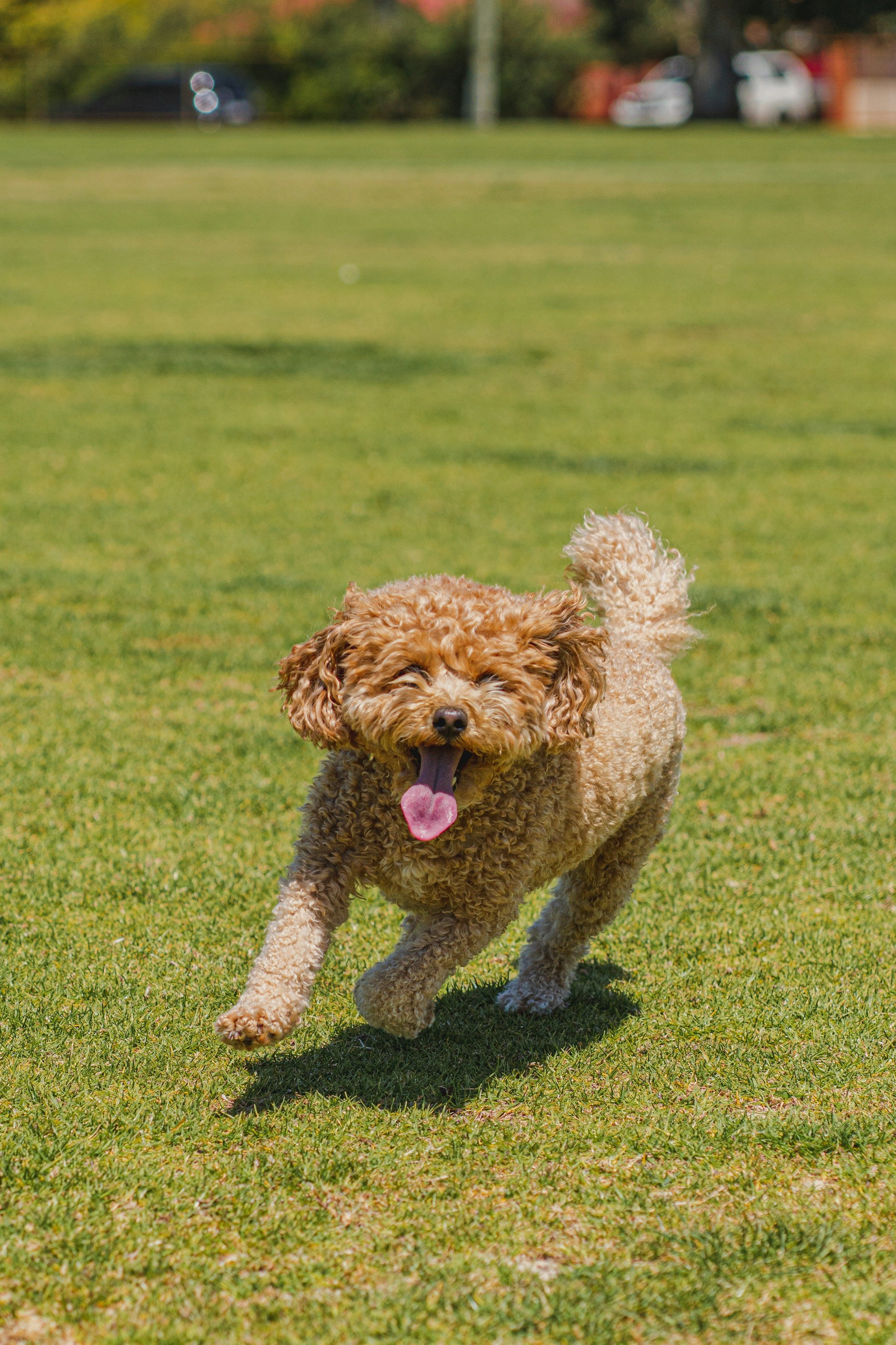 A dog running freely and joyfully across a grassy enclosed field with secure fencing