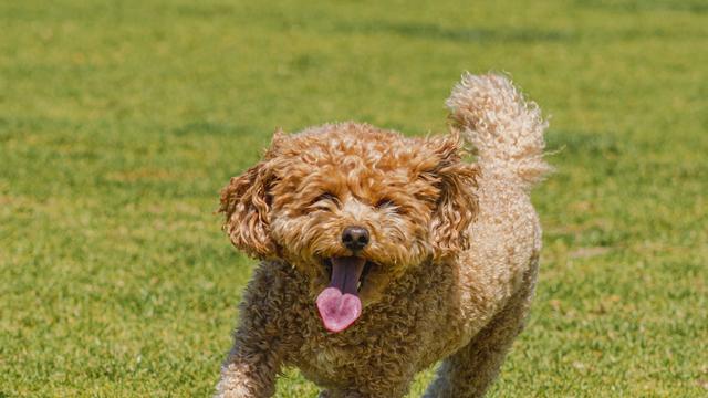 A dog running freely and joyfully across a grassy enclosed field with secure fencing