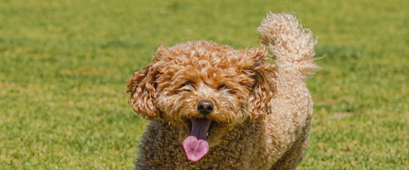 A dog running freely and joyfully across a grassy enclosed field with secure fencing