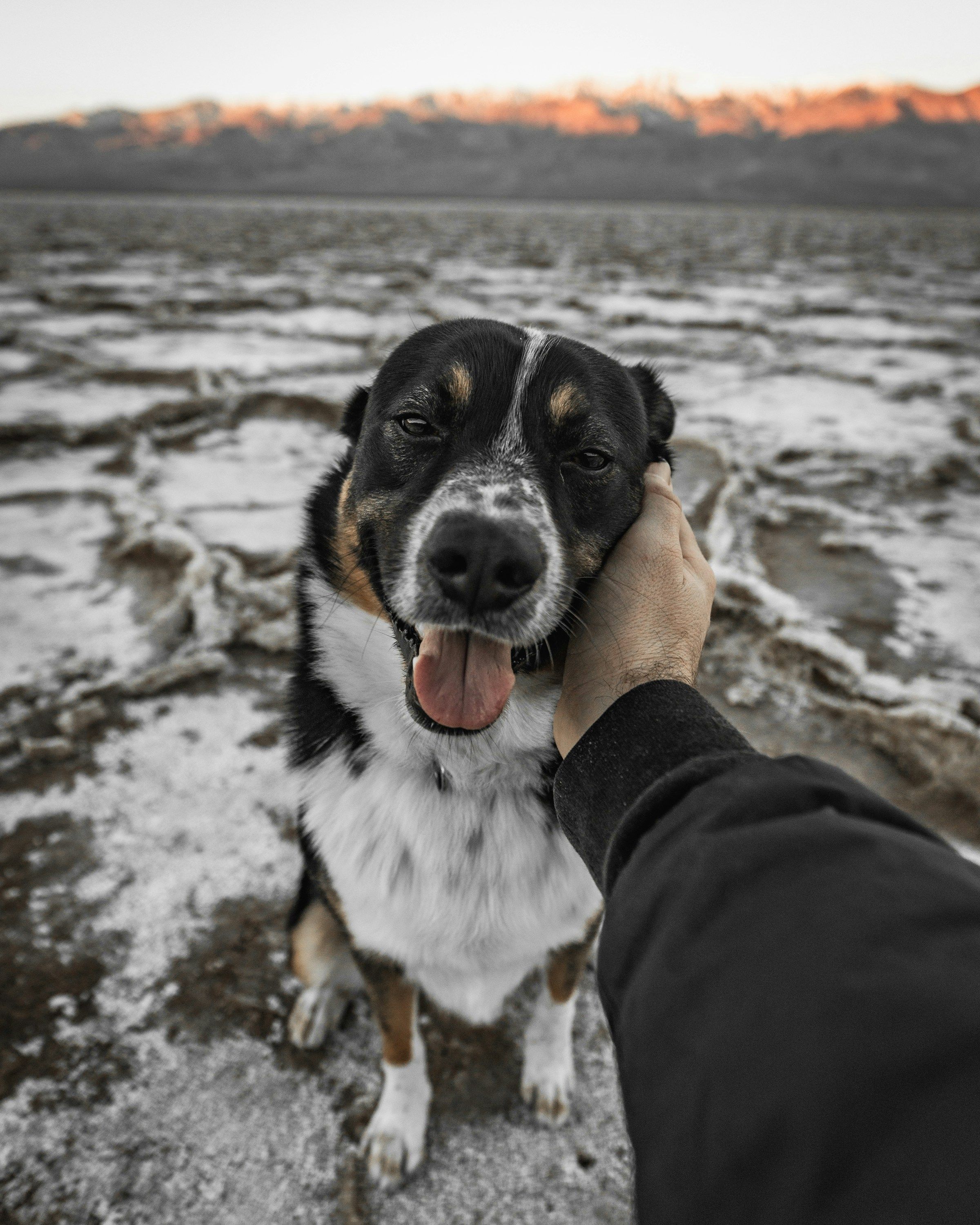 A dog looking up trustingly at a person petting them in a comfortable home setting