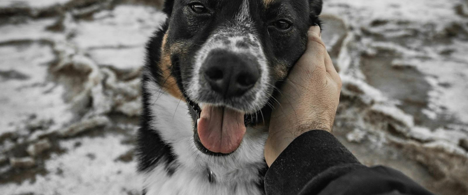 A dog looking up trustingly at a person petting them in a comfortable home setting