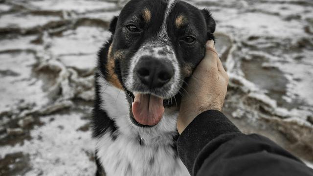 A dog looking up trustingly at a person petting them in a comfortable home setting