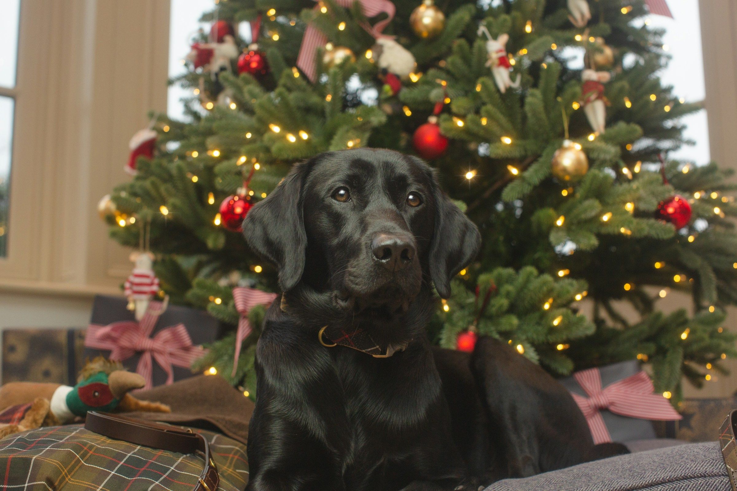 A dog wearing a festive red bandana sitting happily next to Christmas decorations and a small tree