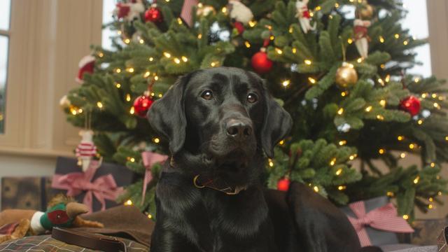 A dog wearing a festive red bandana sitting happily next to Christmas decorations and a small tree