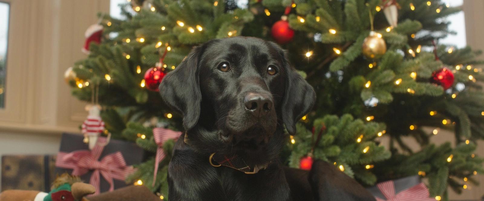A dog wearing a festive red bandana sitting happily next to Christmas decorations and a small tree