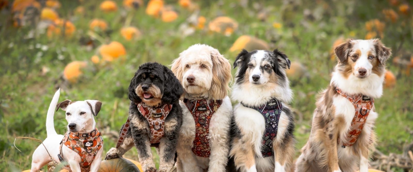 A small group of dogs on a walk together near Taunton