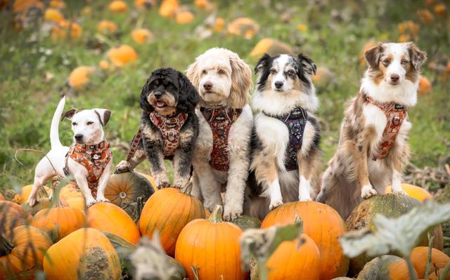 A small group of dogs on a walk together near Taunton