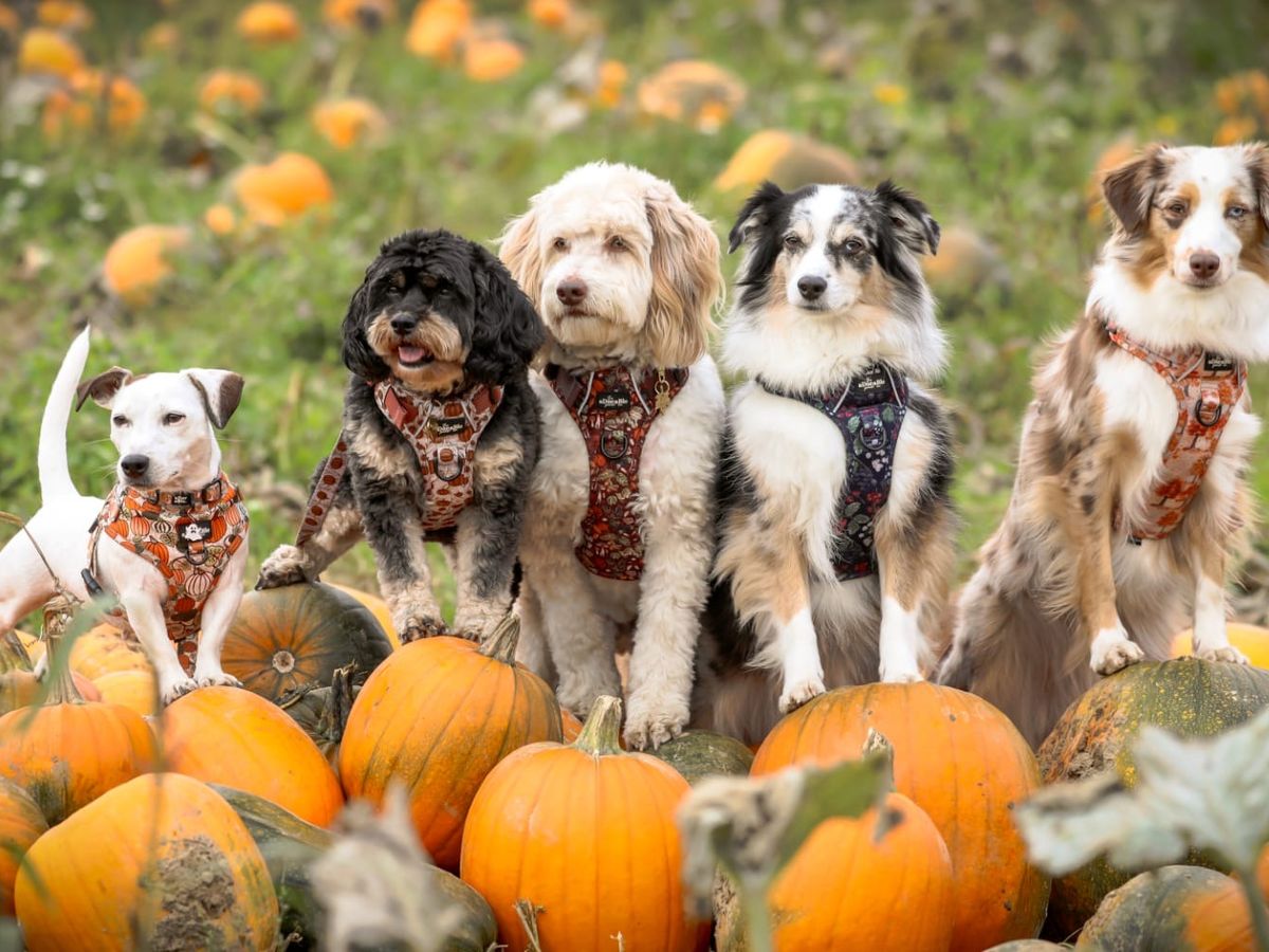 A small group of dogs on a walk together near Taunton