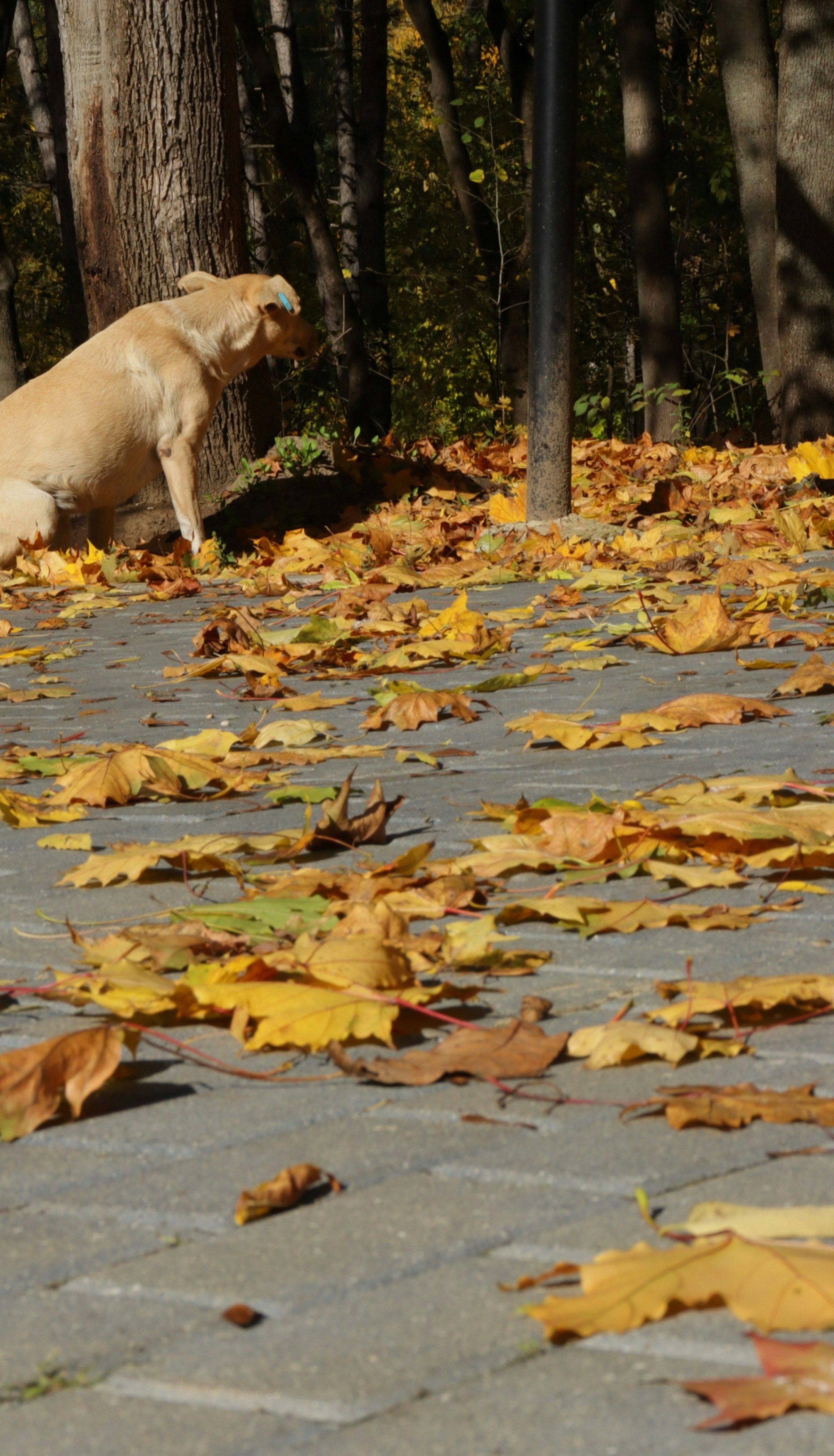 A dog walking along a country path surrounded by golden autumn leaves and woodland