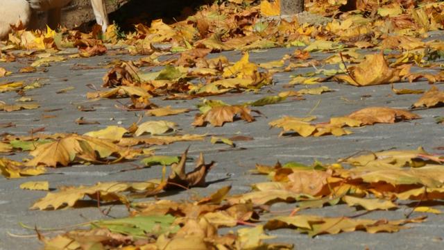 A dog walking along a country path surrounded by golden autumn leaves and woodland