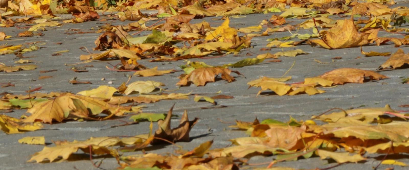 A dog walking along a country path surrounded by golden autumn leaves and woodland