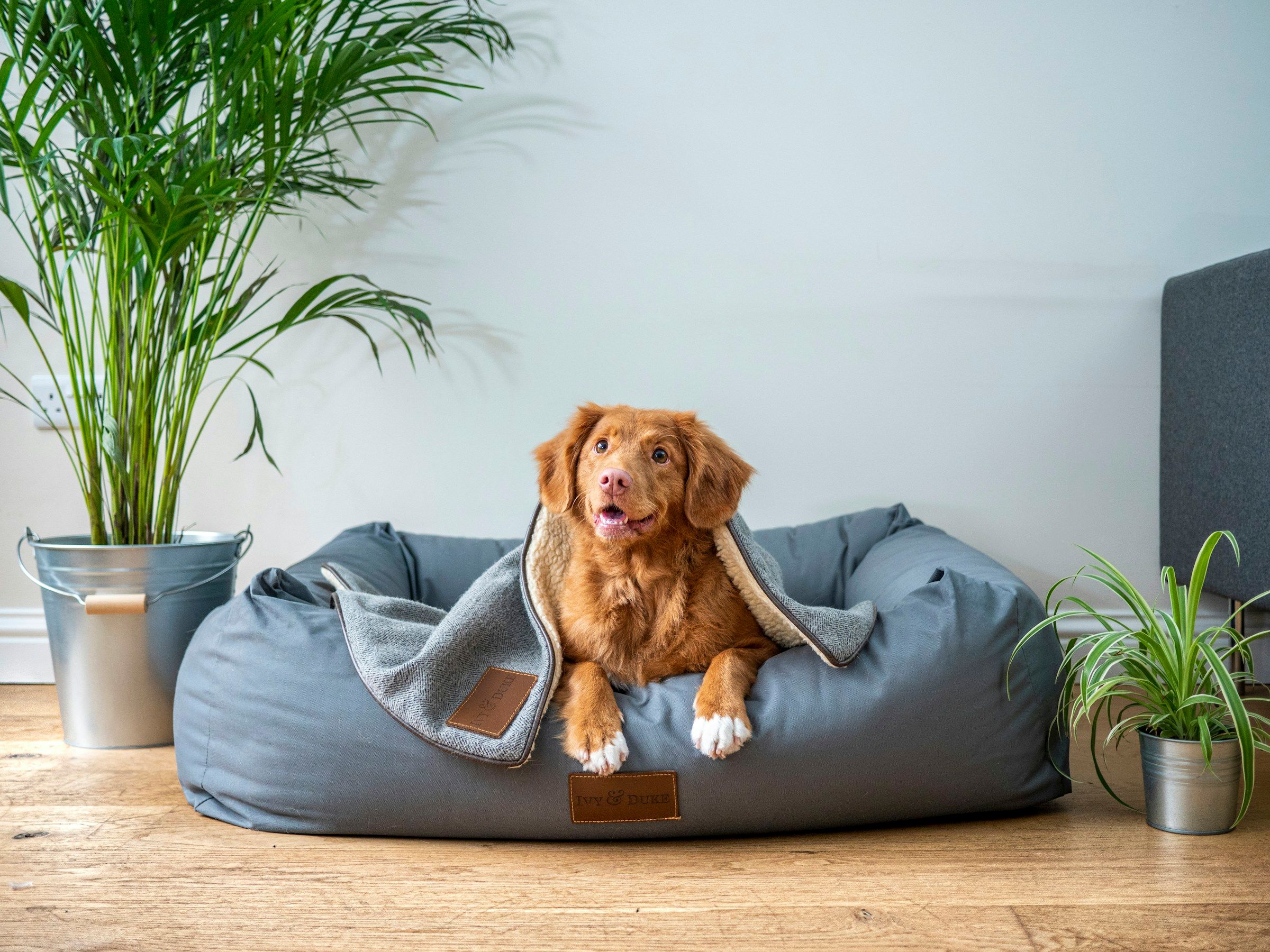 A happy dog relaxing on a sofa in a cosy, sunlit living room