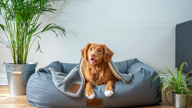 A happy dog relaxing on a sofa in a cosy, sunlit living room