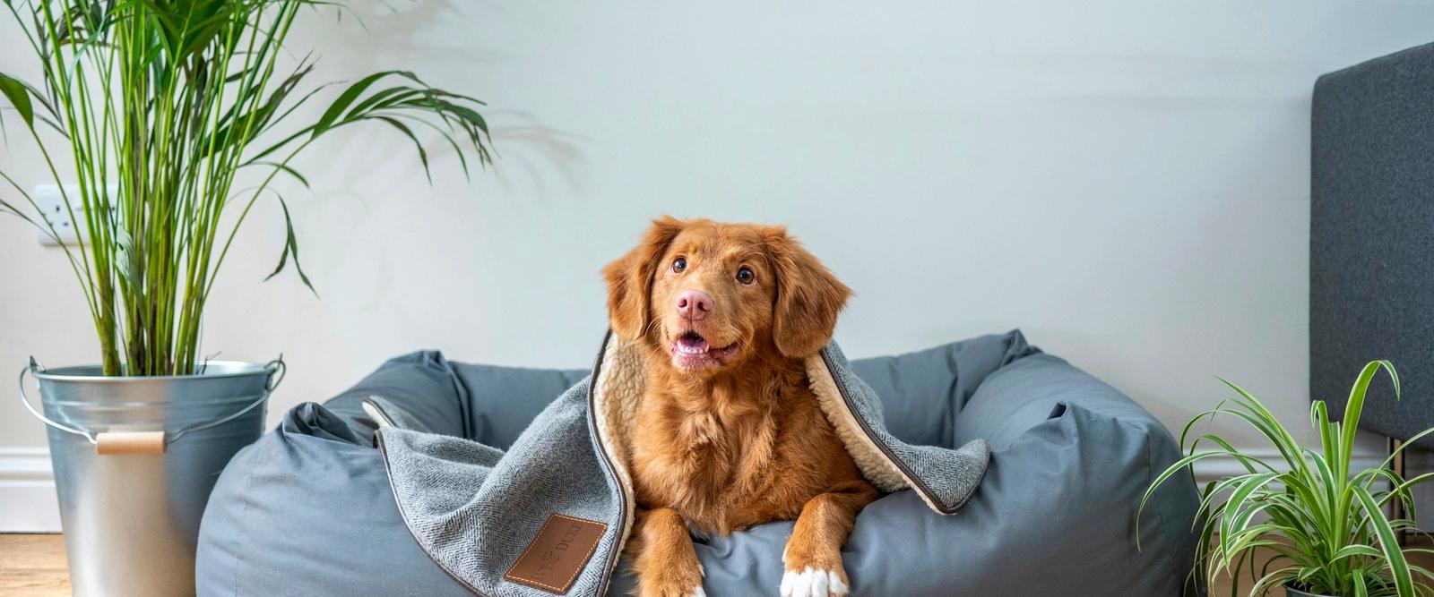 A happy dog relaxing on a sofa in a cosy, sunlit living room