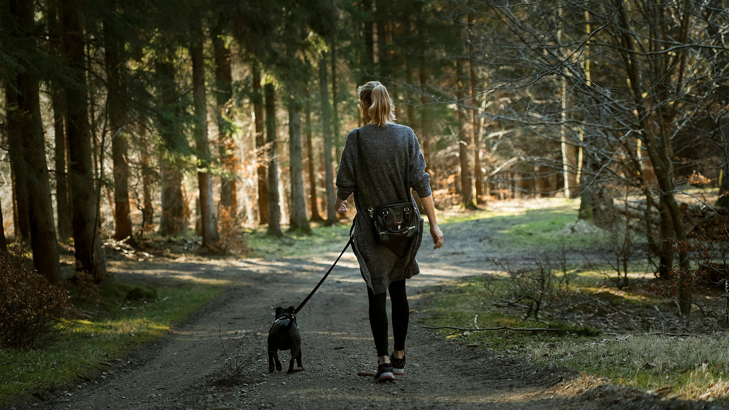 A professional dog walker walking a friendly dog on a lead through a green park