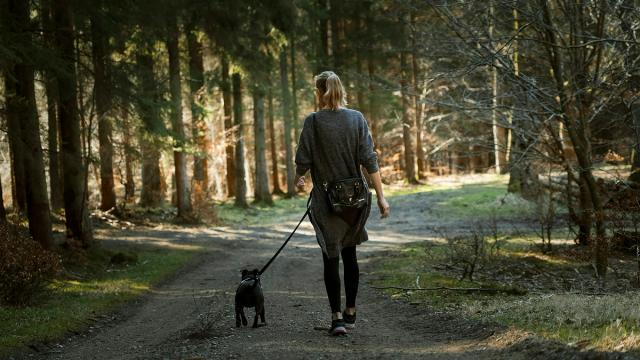 A professional dog walker walking a friendly dog on a lead through a green park