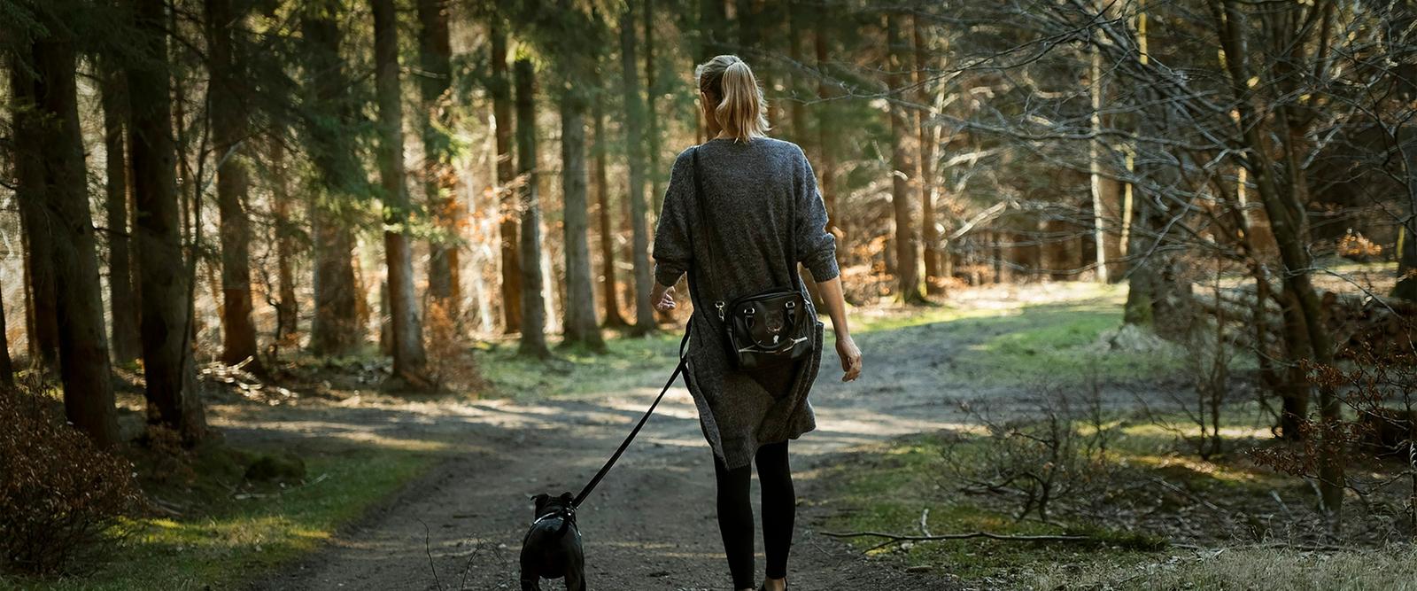 A professional dog walker walking a friendly dog on a lead through a green park