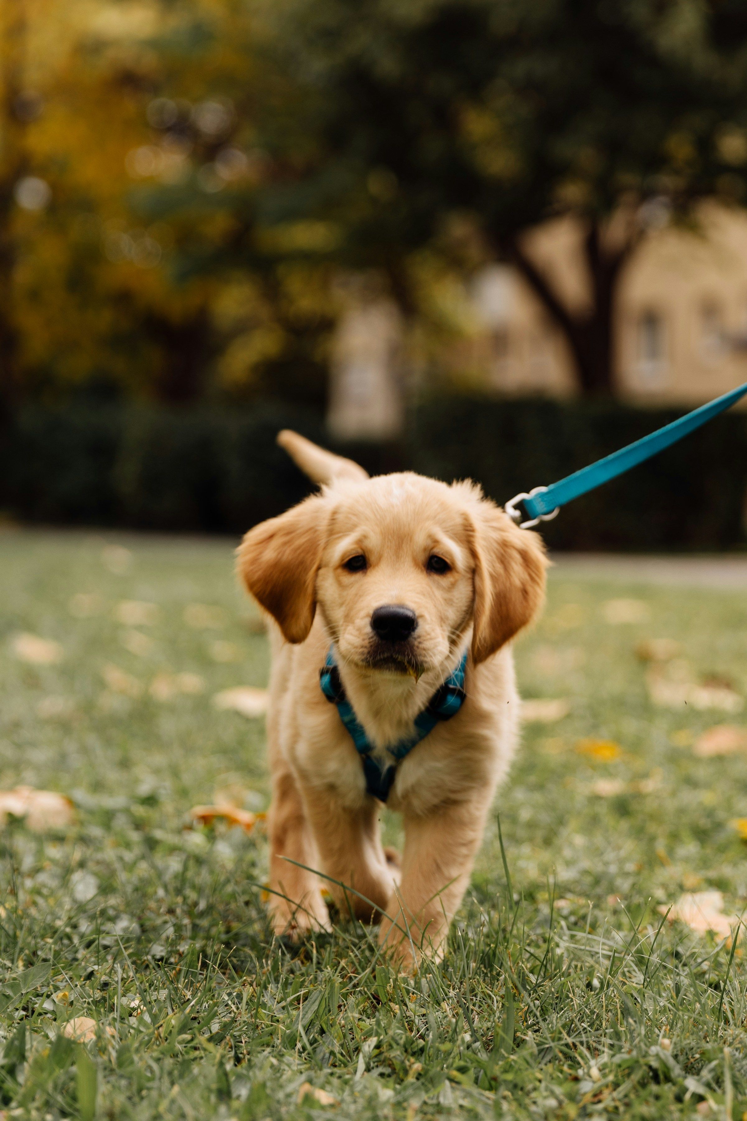 A young puppy wearing a harness and lead exploring a grassy park path