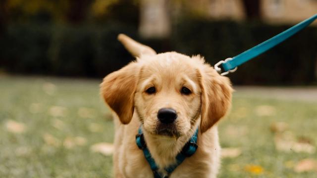 A young puppy wearing a harness and lead exploring a grassy park path