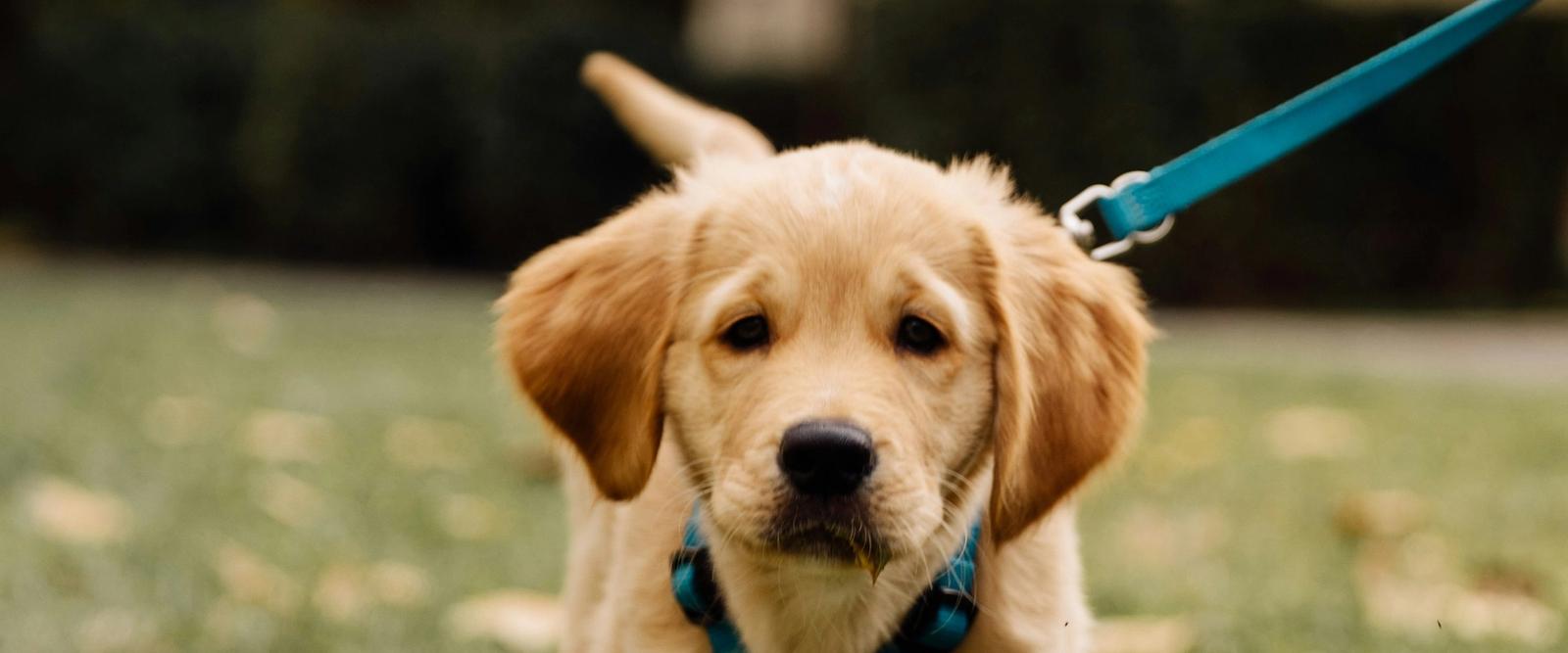 A young puppy wearing a harness and lead exploring a grassy park path