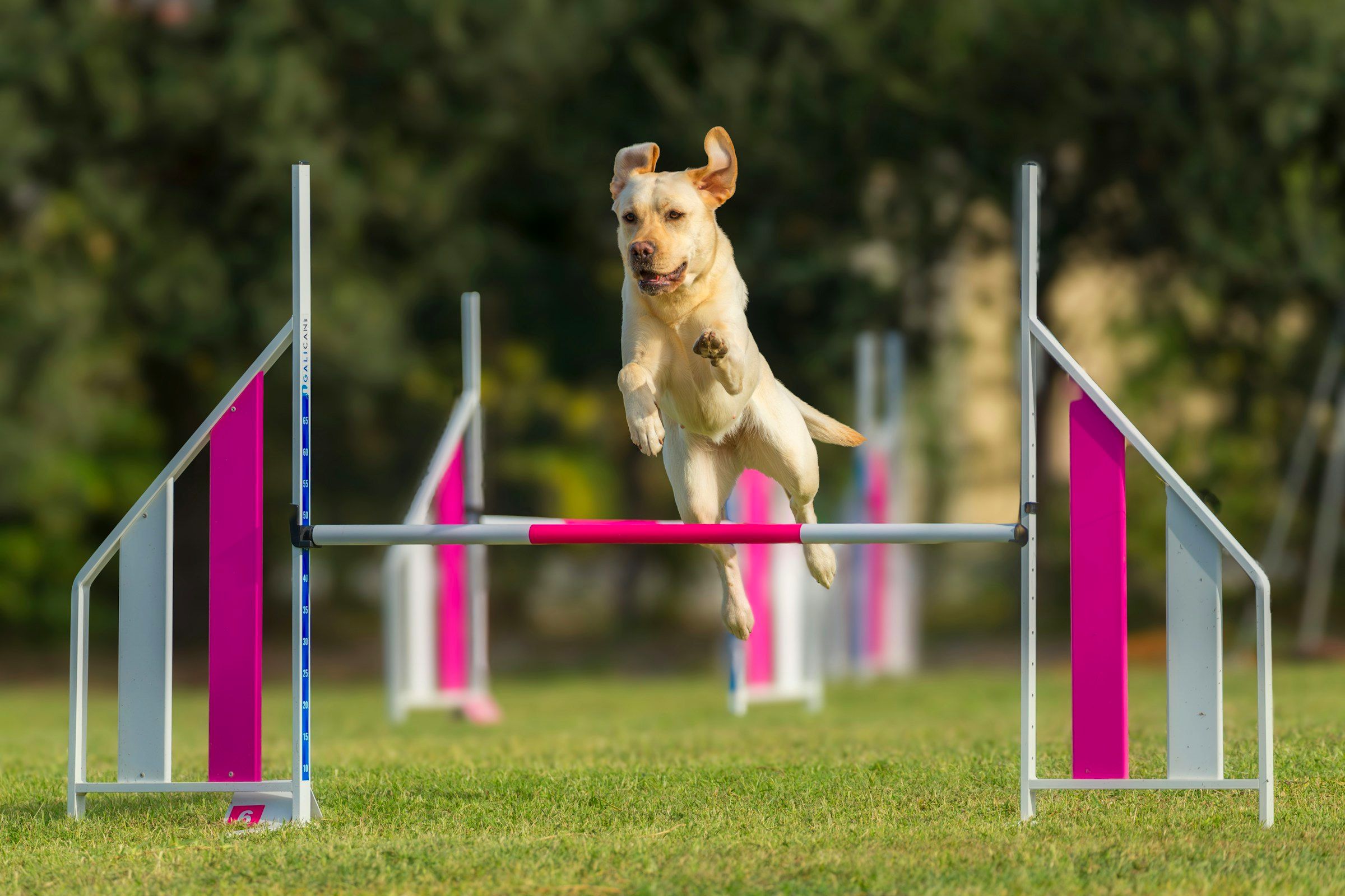 A dog leaping over an agility jump during an outdoor training session