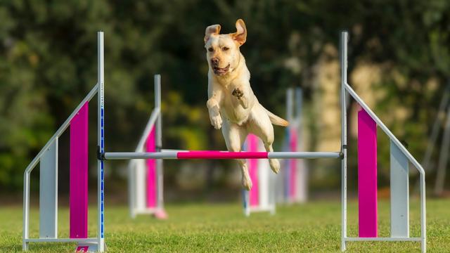 A dog leaping over an agility jump during an outdoor training session