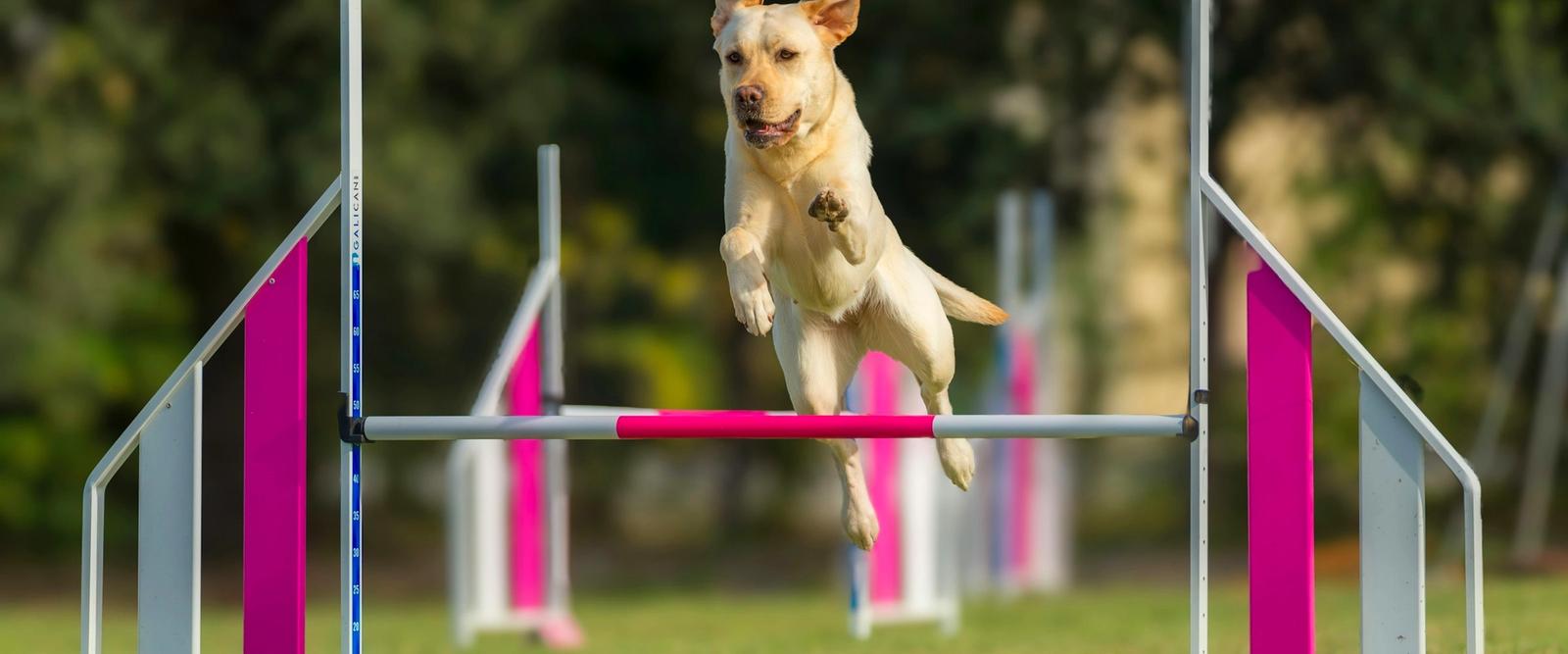 A dog leaping over an agility jump during an outdoor training session