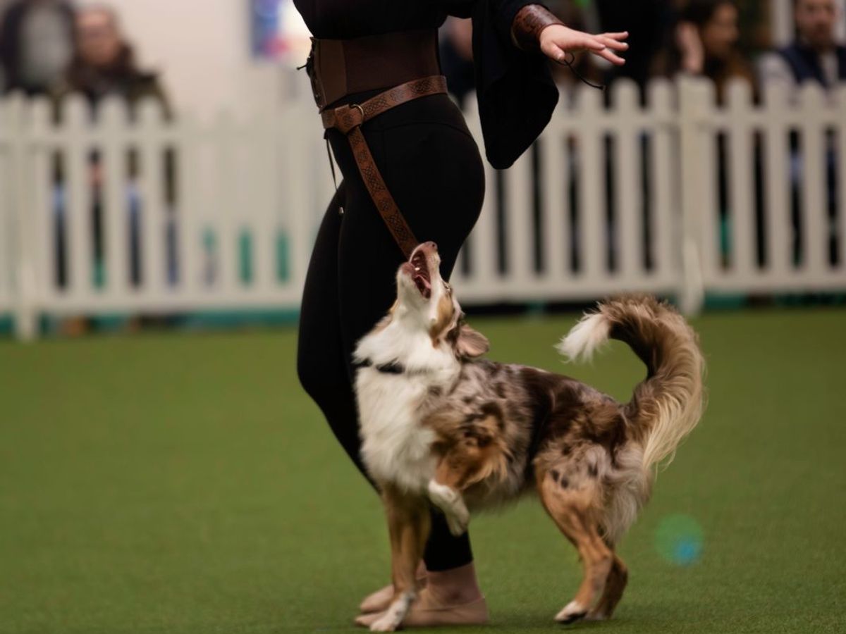 Emma training a dog in heelwork to music in Taunton, Somerset