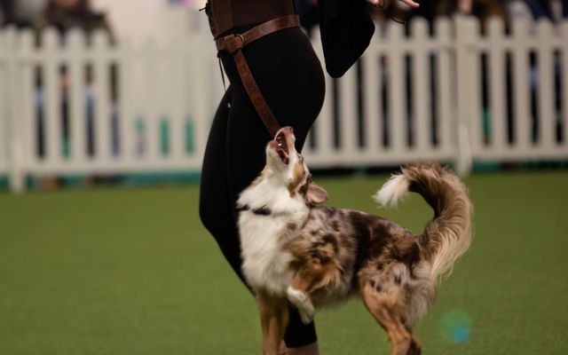 Emma training a dog in heelwork to music in Taunton, Somerset