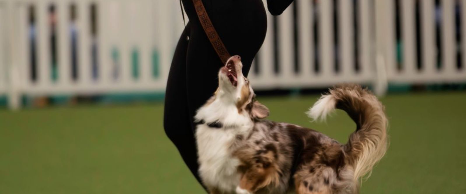 Emma training a dog in heelwork to music in Taunton, Somerset