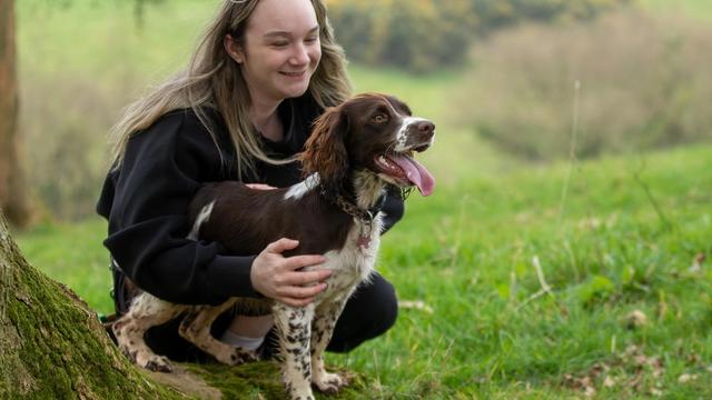 A dog enjoying a walk in the countryside near Taunton, Somerset