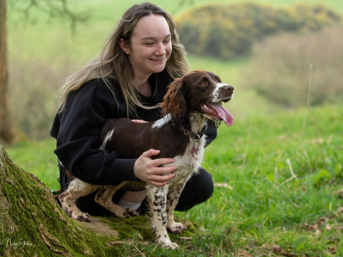 A dog enjoying a solo walk in Taunton