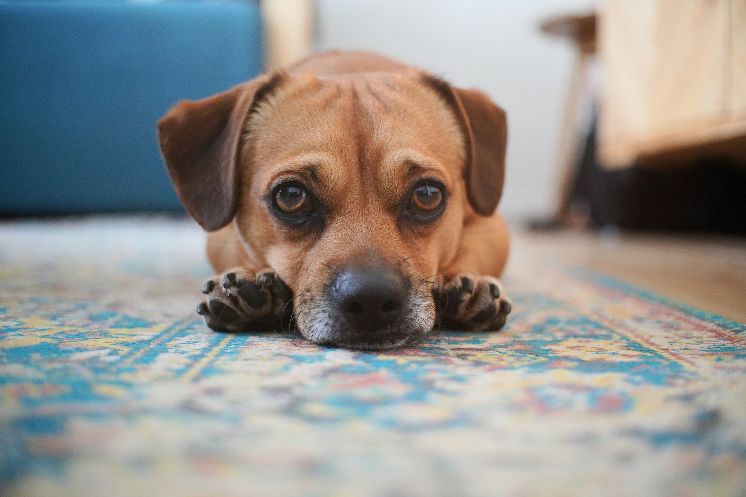 A dog resting peacefully on a cosy dog bed, looking calm and content