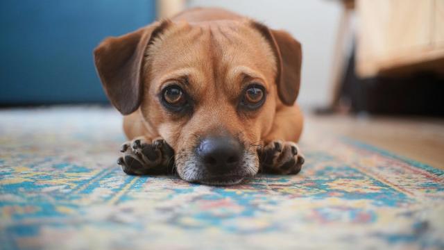 A dog resting peacefully on a cosy dog bed, looking calm and content