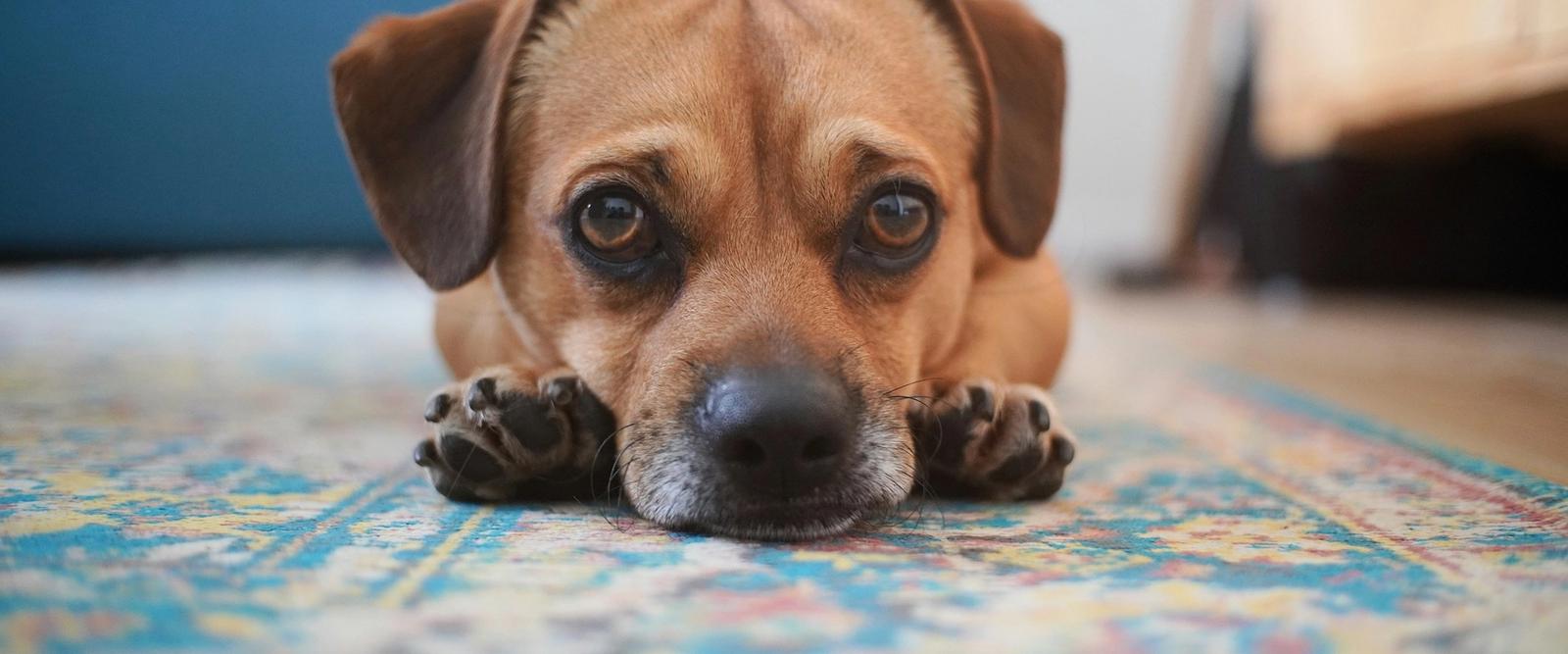 A dog resting peacefully on a cosy dog bed, looking calm and content