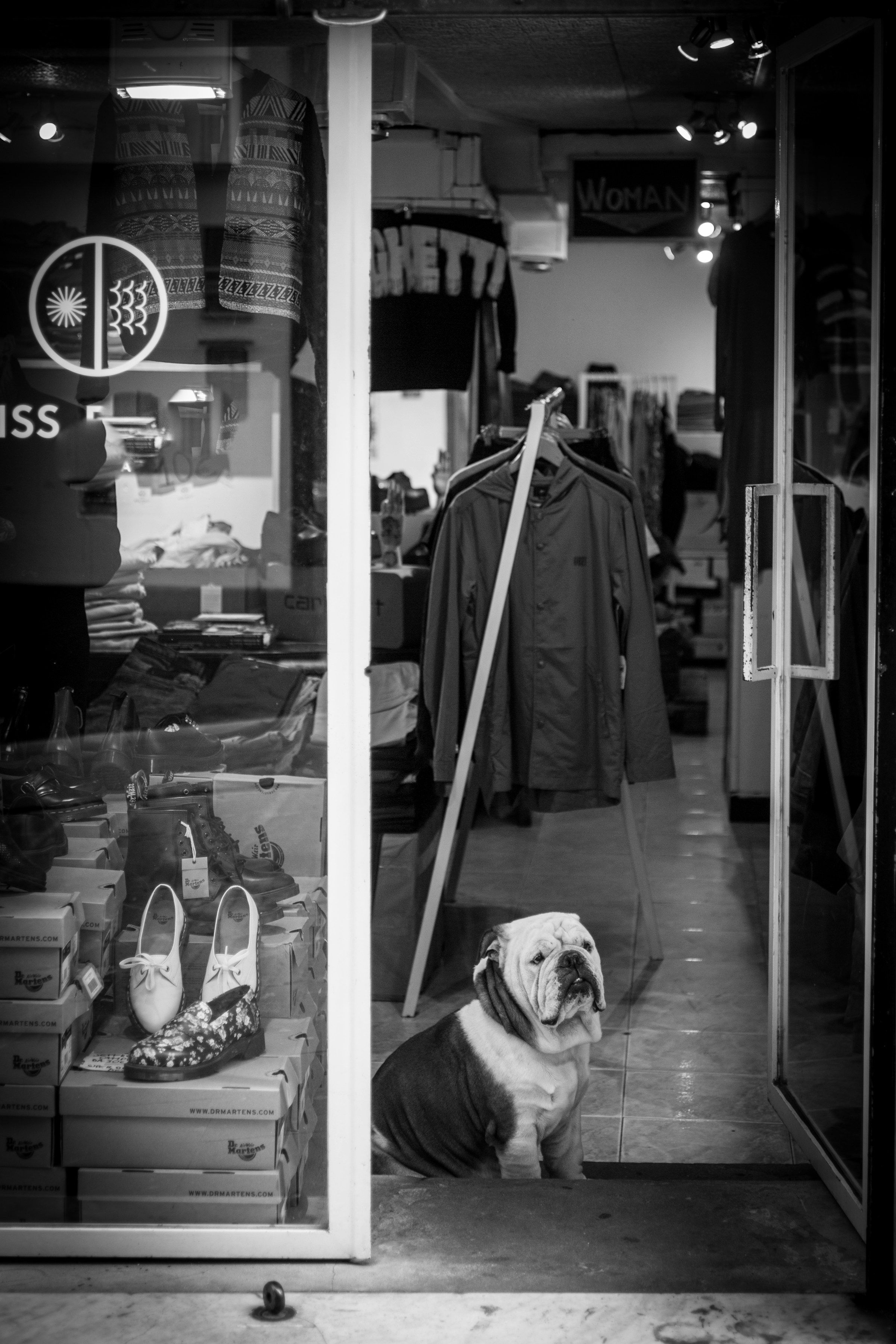 A dog sitting calmly on a lead inside a welcoming shop with a smiling owner nearby