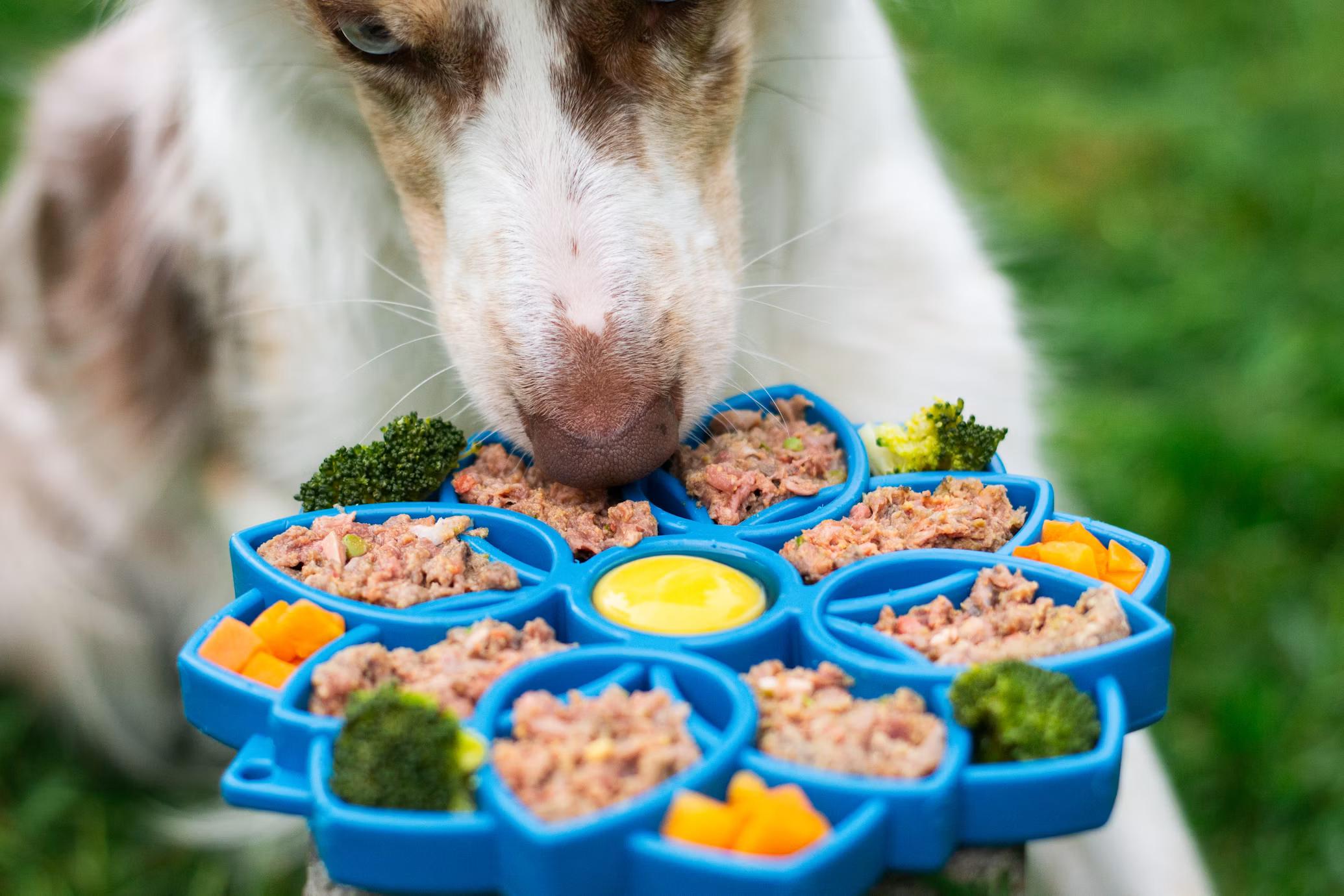 A dog using a puzzle feeder bowl for indoor enrichment at home