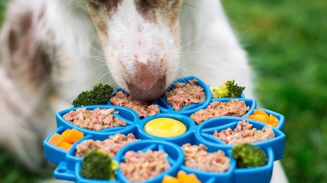 A dog using a puzzle feeder bowl for indoor enrichment at home
