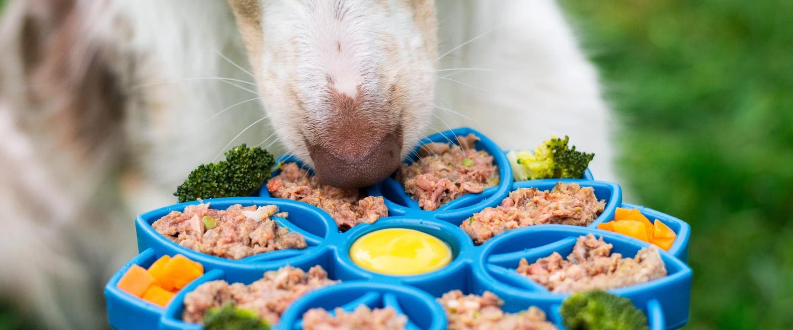 A dog using a puzzle feeder bowl for indoor enrichment at home