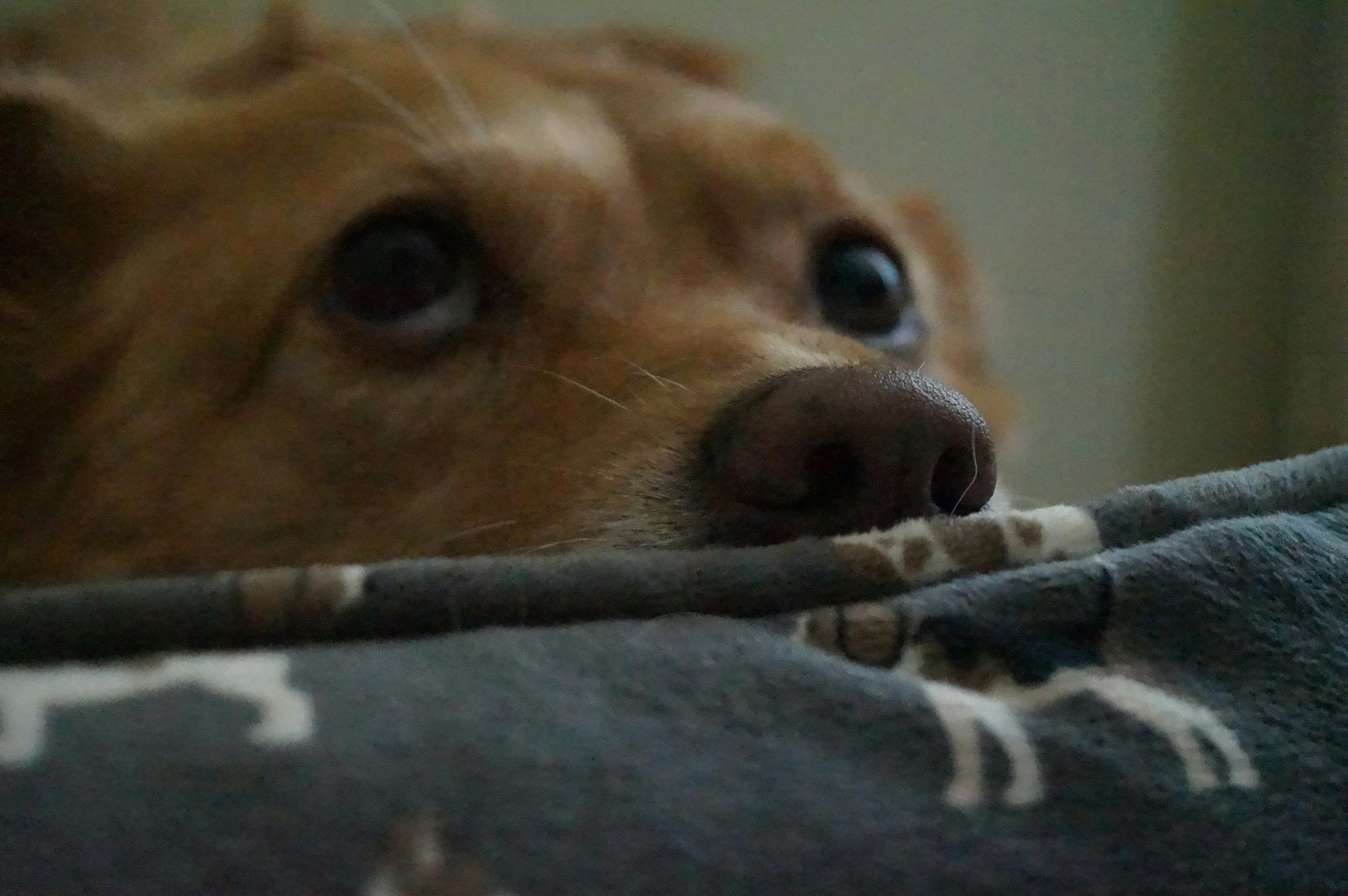 A dog wrapped snugly in a soft blanket, resting calmly on a sofa indoors