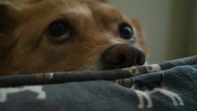 A dog wrapped snugly in a soft blanket, resting calmly on a sofa indoors