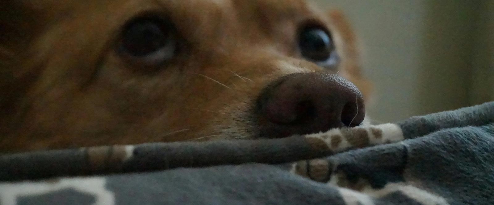 A dog wrapped snugly in a soft blanket, resting calmly on a sofa indoors