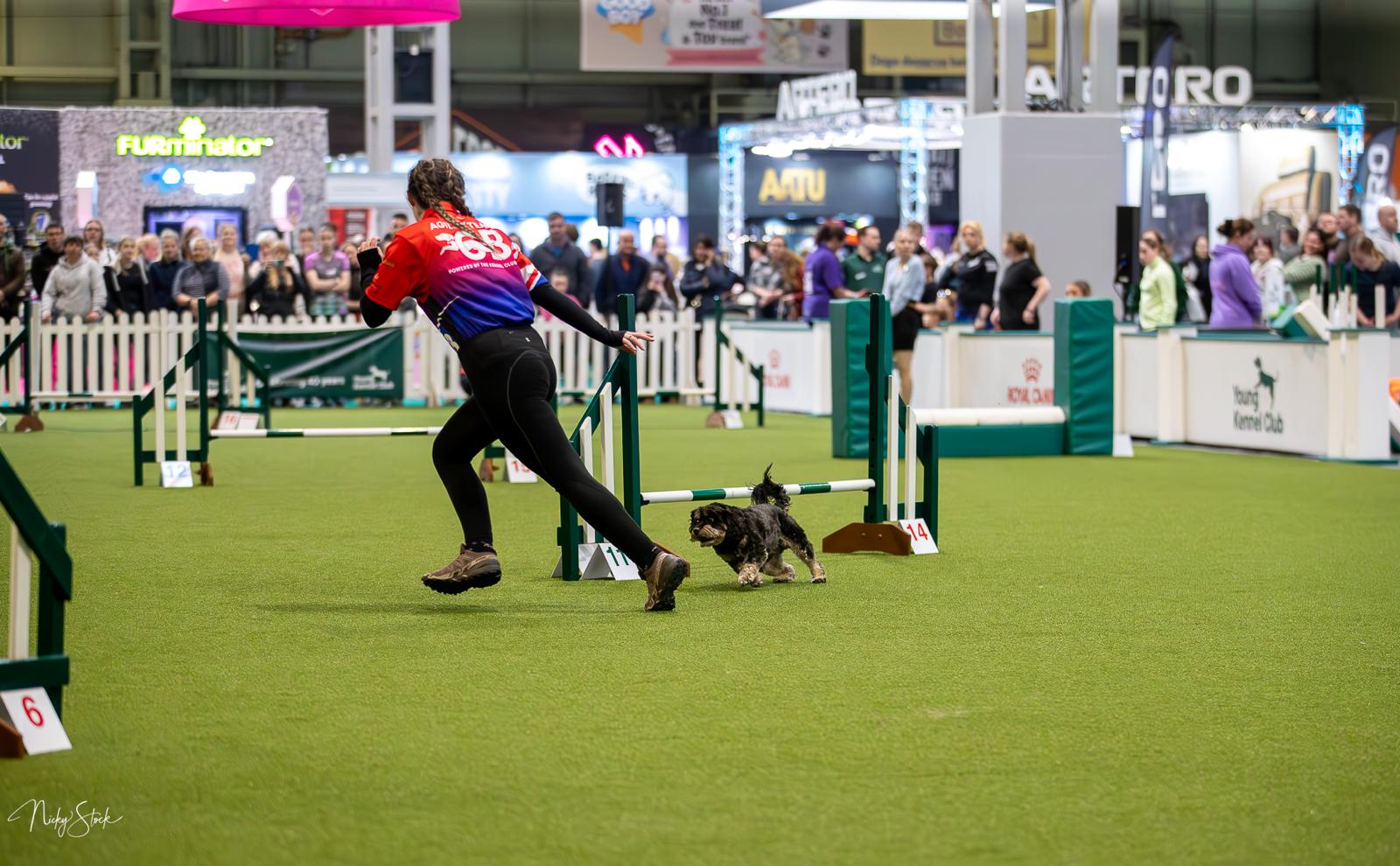 A dog working through an agility course in Taunton, Somerset