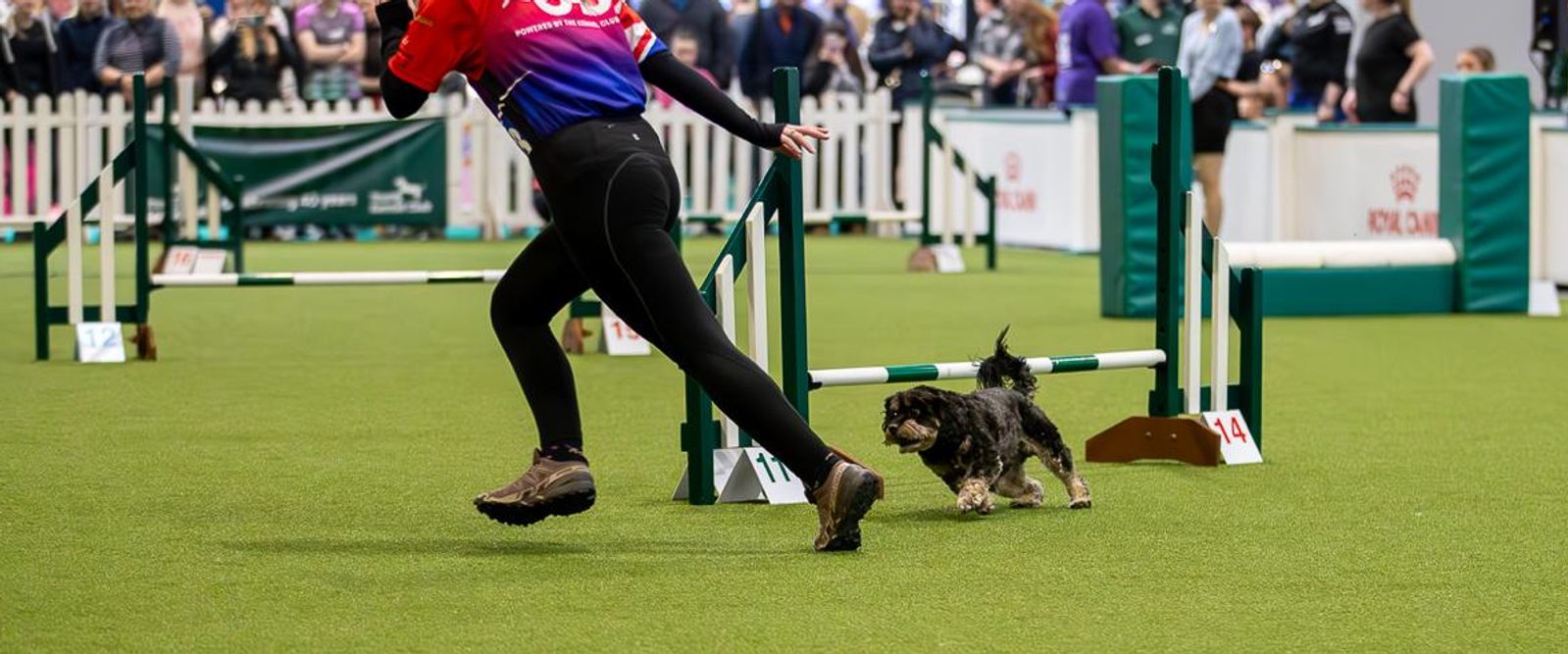A dog working through an agility course in Taunton, Somerset